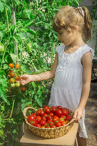 儿童收集一作物番茄图片