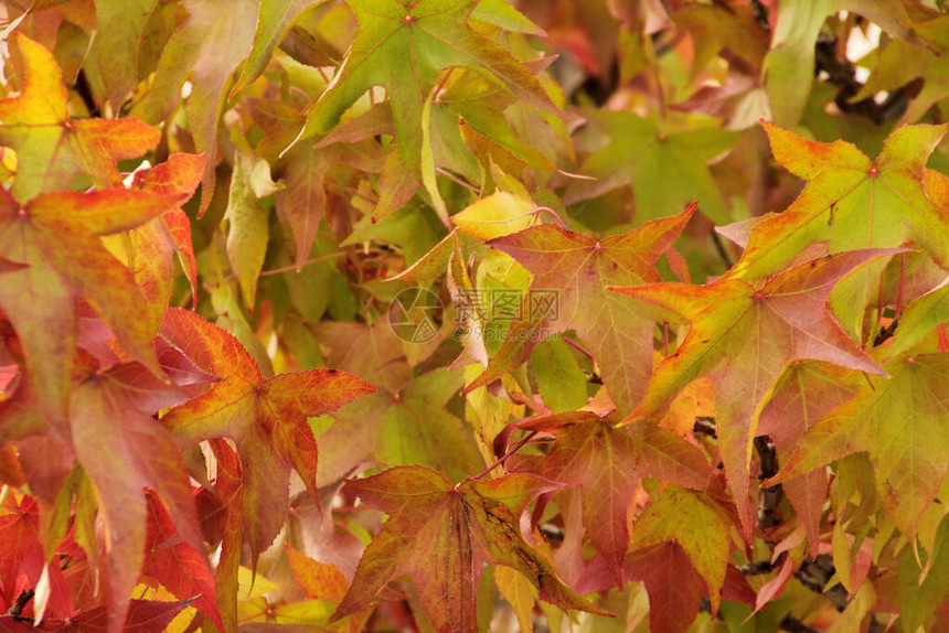 秋色树叶子图片