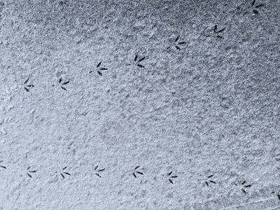 鸟儿在雪中脚步雪图片
