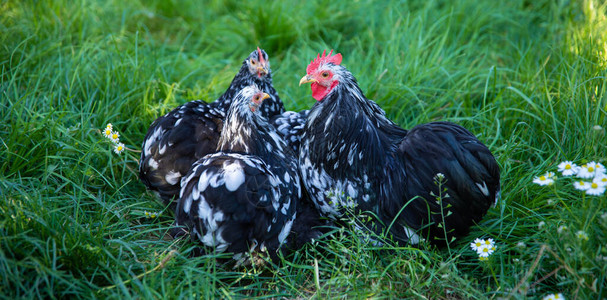 黑色自由放养的鸡和公鸡在养鸡场的草地上吃草图片