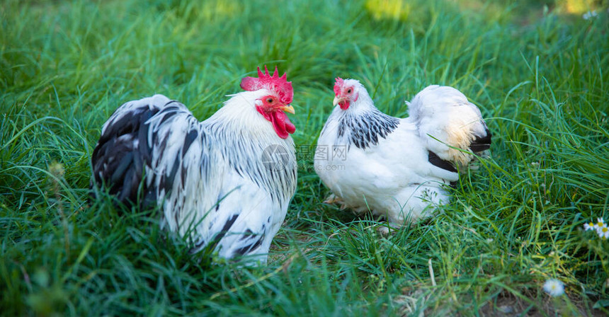 白色散养鸡和公鸡在养鸡场的草地上放牧图片