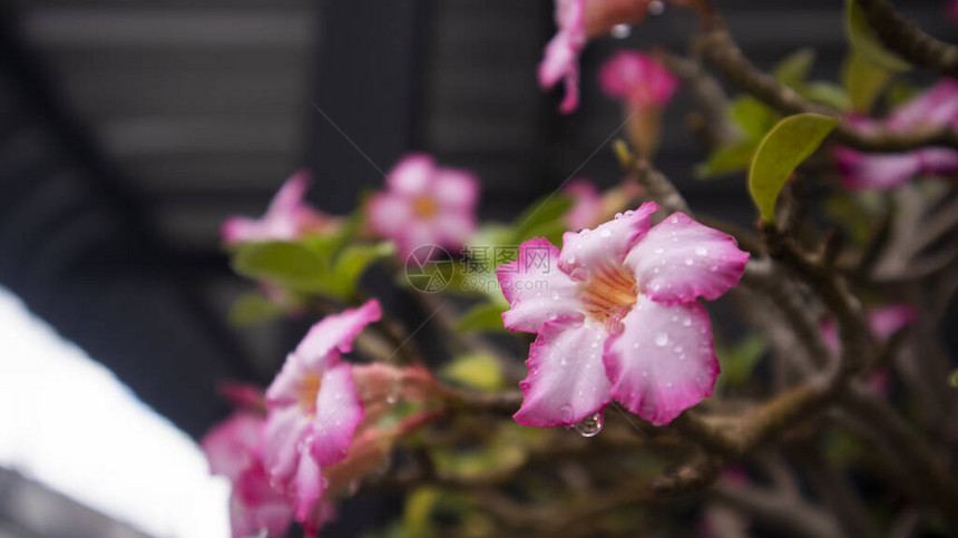 粉色阿扎利亚花朵或有人称沙漠玫瑰在花园图片