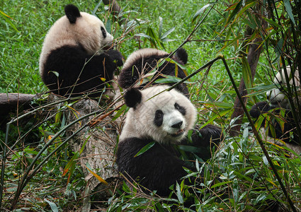 大熊猫在森林里吃竹子图片