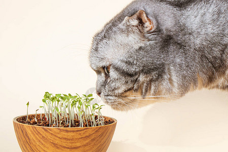 苏格兰折耳猫会嗅出发芽的微型蔬菜种子在家里发芽动物绿化的概念种植豆图片