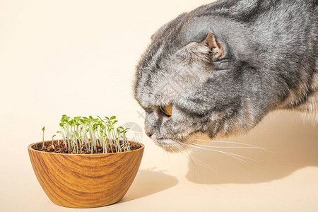 苏格兰折耳猫会嗅出发芽的微型蔬菜种子在家里发芽动物绿化的概念种植豆图片