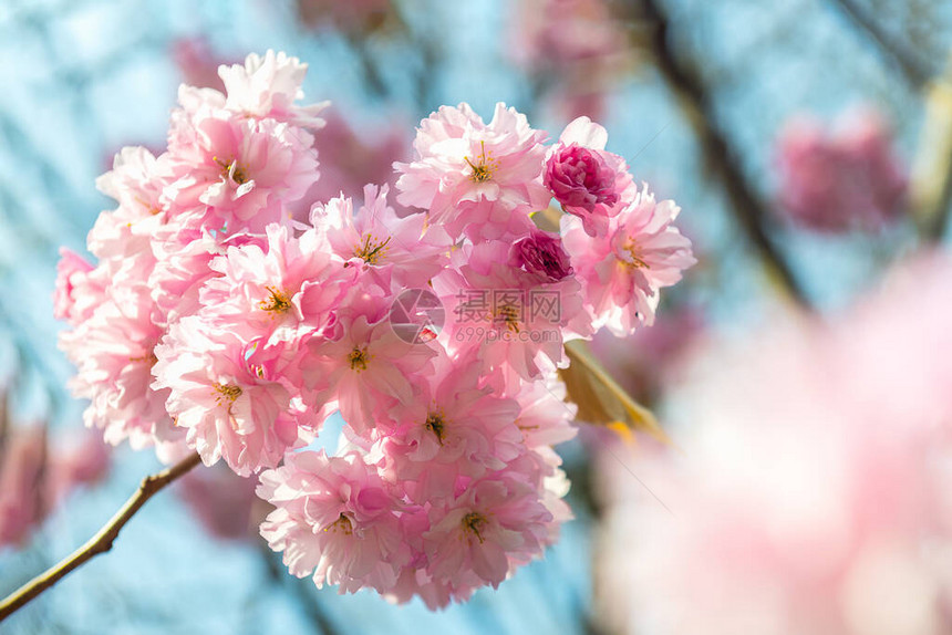 美丽的粉红樱花春天的樱花图片