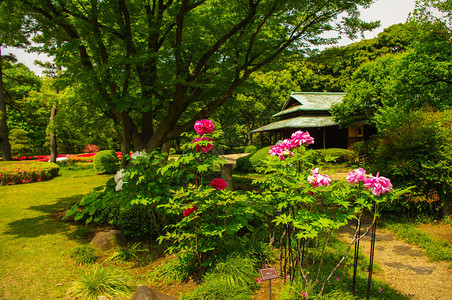 日本东京的花园图片