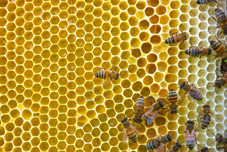 蜜蜂在窝上贴近蜜蜂有图片