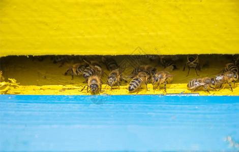 在蜂巢中紧贴蜜蜂有图片