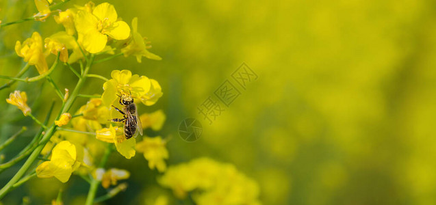 春天盛开的油菜花田满是花粉的蜜蜂图片