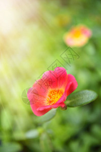 常见的马齿苋维多拉加猪草小猪草普斯利阳光明媚的花田背景图片