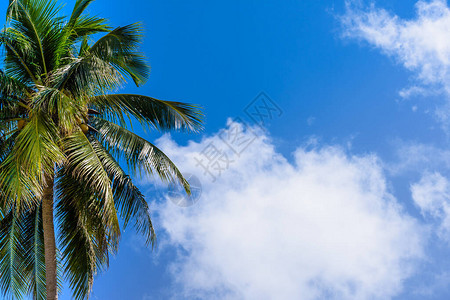 棕榈椰树蓝色天空和云彩美图片