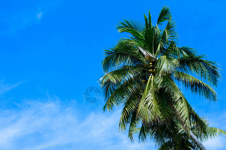 棕榈椰树蓝色天空和云彩美图片