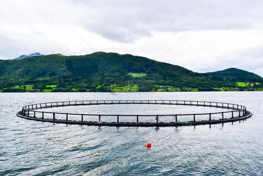 在挪威福湾自然海洋环境中种植鲑鱼的农场渔笼挪威奥格罗姆斯达尔县Alesund区Storfj图片