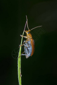 橙色葫芦叶甲虫的近景图片