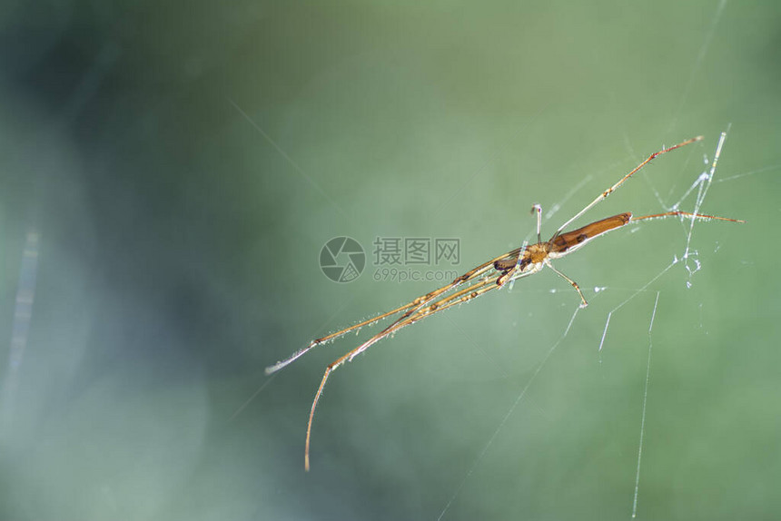 悬在空中的蜘蛛网图片