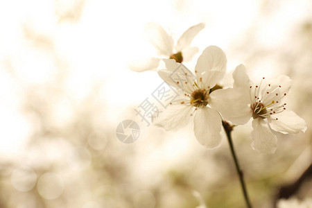 春日户外开花树的特写图片