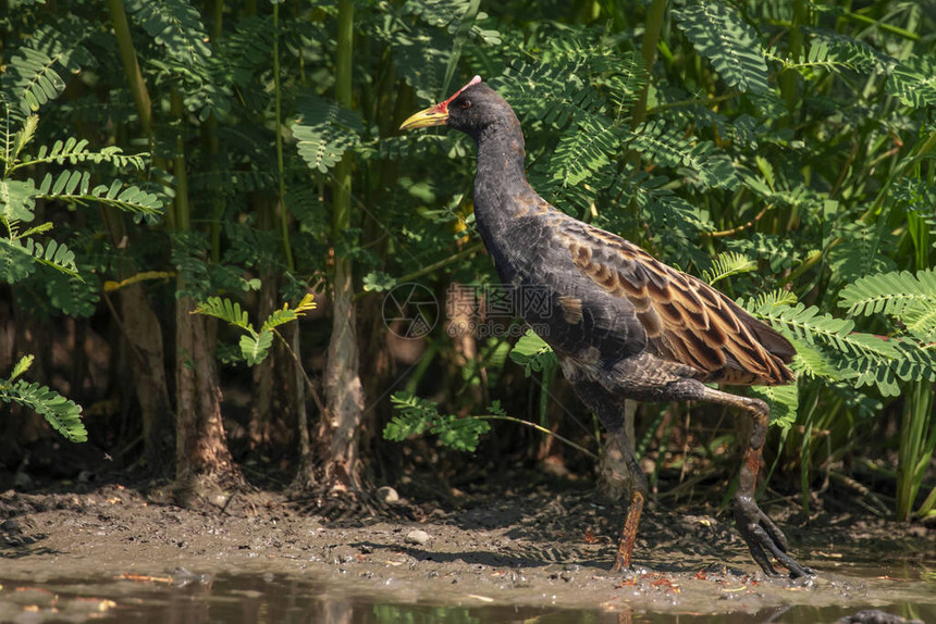 Watercock鸟Gallicrexcinerea在沼泽寻找图片