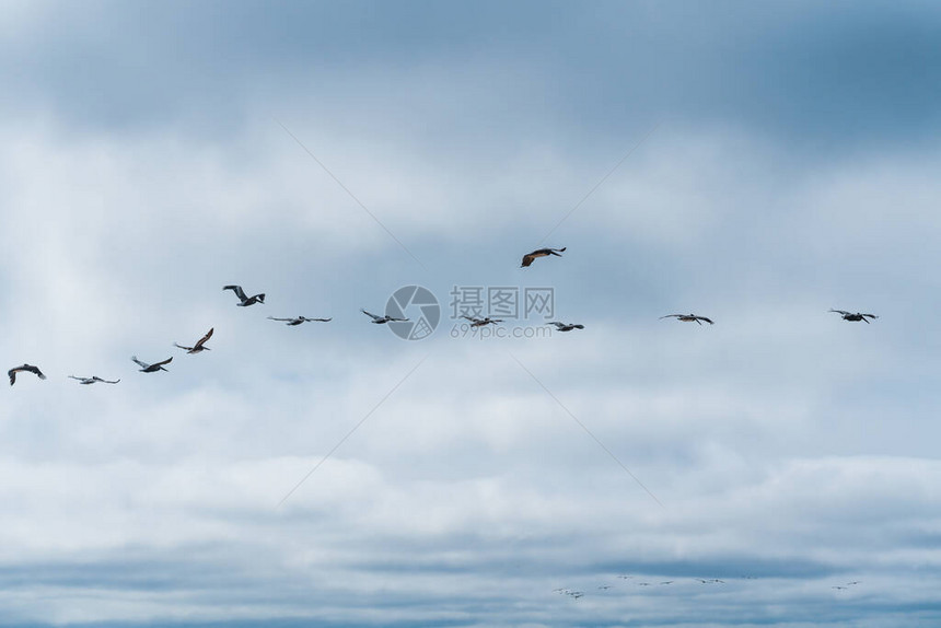 飞鸟群和多云的天空背景图片