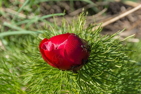 红书中列出的稀有植物Paenonia图片