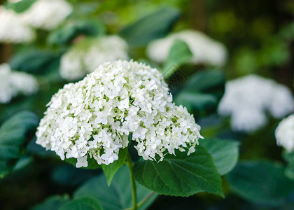 花园里的Hydrangea植物图片