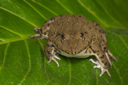 食用青蛙东亚公牛蛙青蛙Hoplobatrachusrubulsus在图片