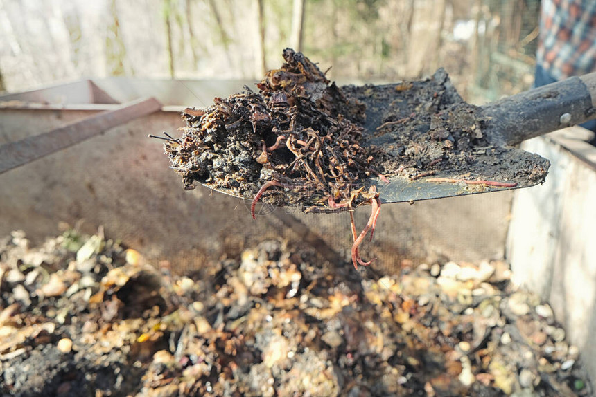 有机土壤腐殖质堆肥和蚯蚓在堆肥上铲蚯蚓堆肥蚯蚓养殖自制蠕虫堆肥和花园的垃圾剩饭菜变成营图片