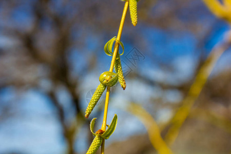 春天的柳枝柳絮的柳枝模糊背景的柳枝图片