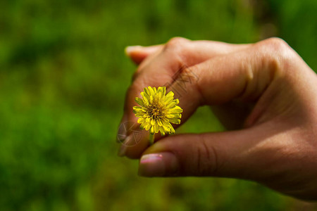 手握花朵手持地利翁手图片