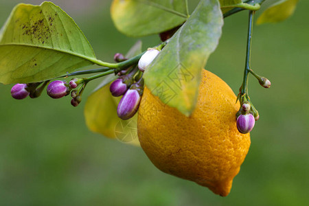 柠檬树开花和新鲜柠檬图片
