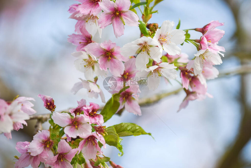 粉红和白花树详细介绍种图片