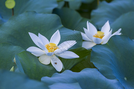 池塘里的白莲花图片