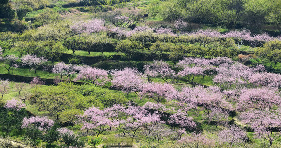 广东省川县地铁区PeachBlossom的图片