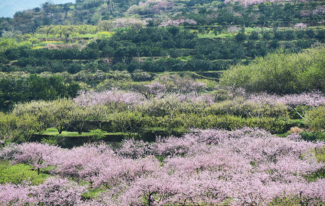 广东省川县地铁区PeachBlossom的图片