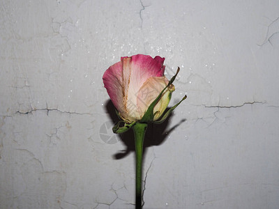 粉红白玫瑰花在墙面背景上涂了很图片
