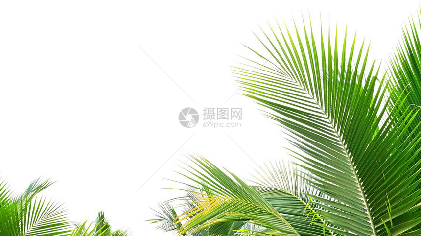 白色背景上的棕榈叶分离物图片