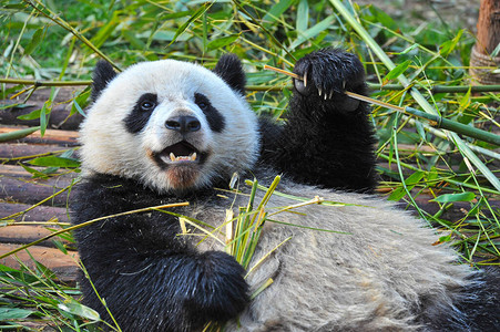 可爱的大熊猫吃竹子图片