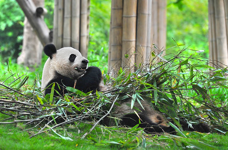 可爱的大熊猫吃竹子图片