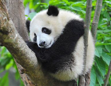 树上可爱的大熊猫图片