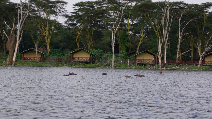 在肯尼亚奈瓦沙湖岸边的河图片