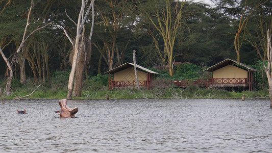 在肯尼亚奈瓦沙湖岸边的河图片