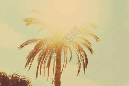热带棕榈树炎热的夏日叶图片
