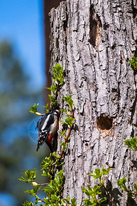 小鸟和树洞背景图片