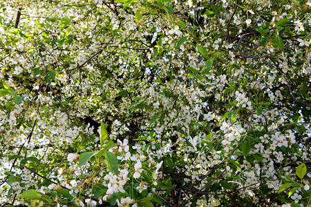 春天开花的树木与花园里的小白花图片