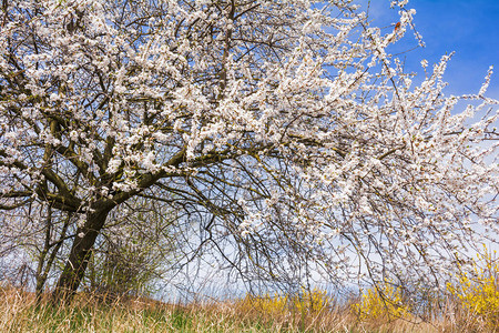 Prunuscerarasifera果树和白图片