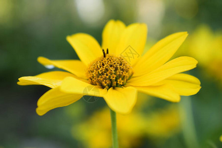 黄色的花朵花园里盛开的鲜花日光属植物向日葵家族黄色雏菊花特写野生花卉图片