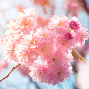 美丽的粉红樱花春天的樱花开与阳光泄图片