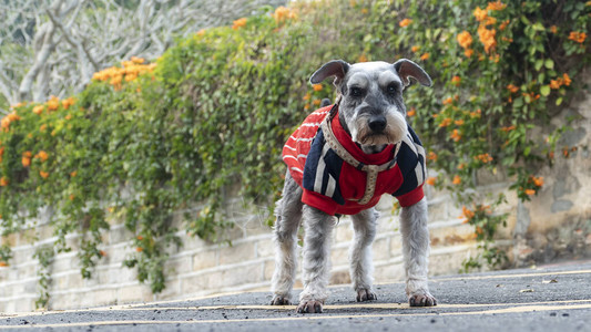 美丽的Schnauzer站在树上图片