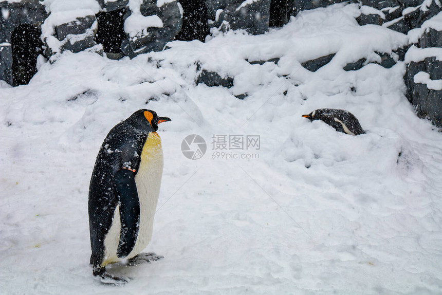 日本北海道浅川山动物园寒冬天图片
