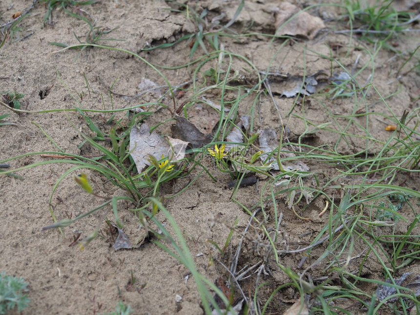 在草原上野鹅洋葱Gagea黄蜂洋葱花图片